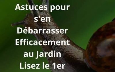 Escargots : 5 Astuces pour s’en Débarrasser Efficacement
