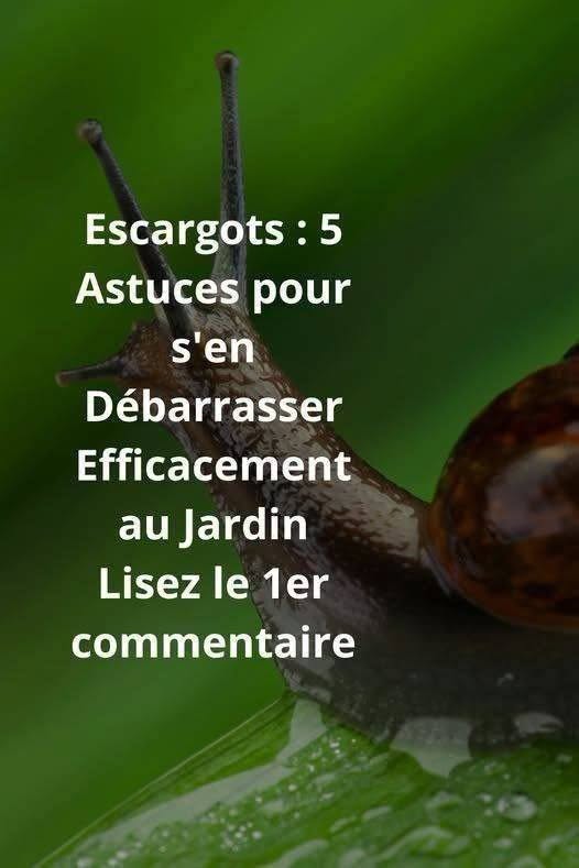 Escargots : 5 Astuces pour s’en Débarrasser Efficacement