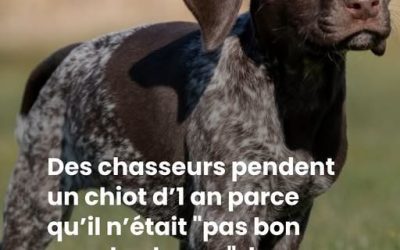 Des chasseurs pendent un chiot d’1 an parce qu’il n’était “pas bon pour la chasse”, la décision de la justice choque