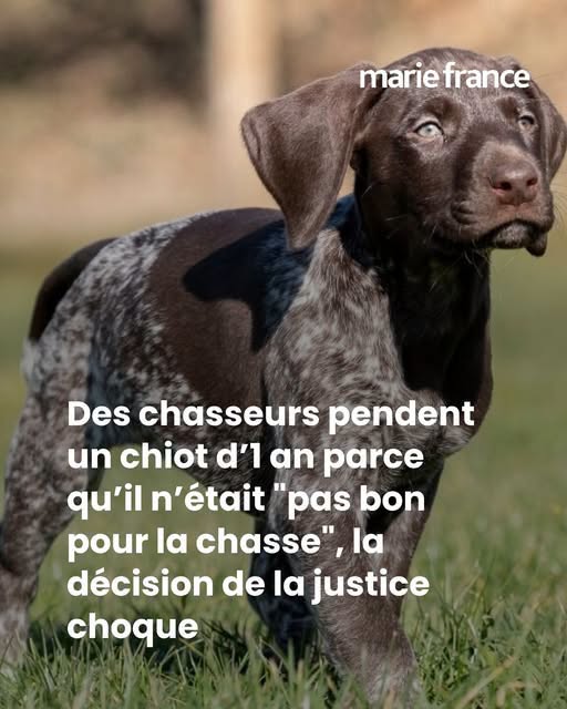 Des chasseurs pendent un chiot d’1 an parce qu’il n’était “pas bon pour la chasse”, la décision de la justice choque