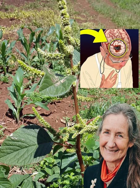 Pourquoi ce « déchet vert » de votre jardin est en réalité l’un des aliments les plus nutritifs de la planète
