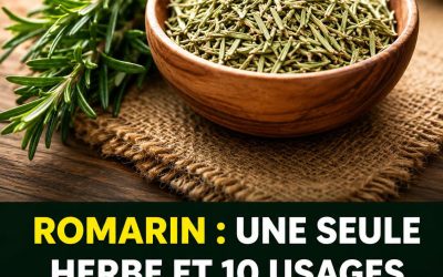Romarin : bienfaits insoupçonnés pour la santé, la beauté et le bien-être au quotidien
