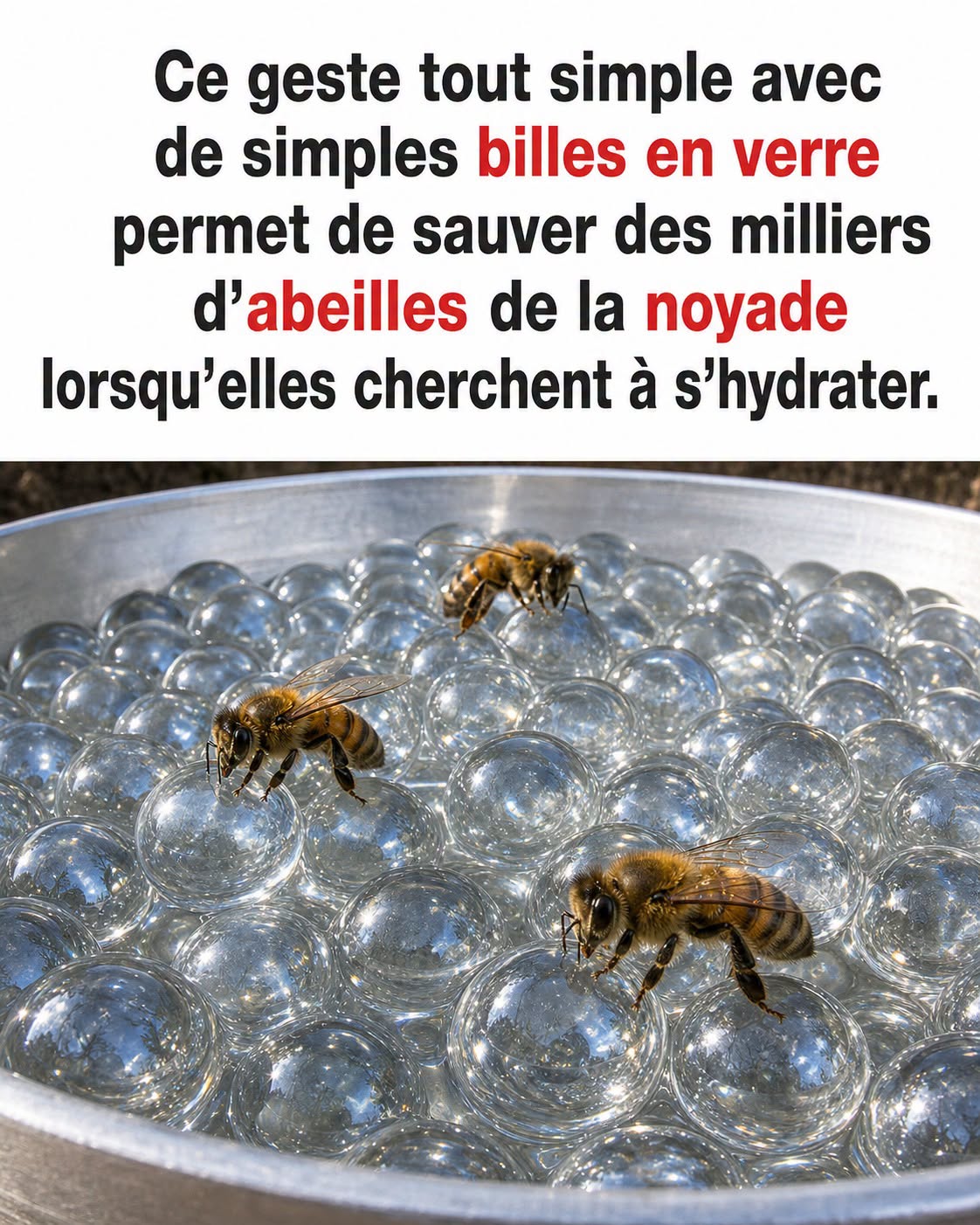Faites un abreuvoir pour les abeilles et aidez à hydrater nos pollinisateurs