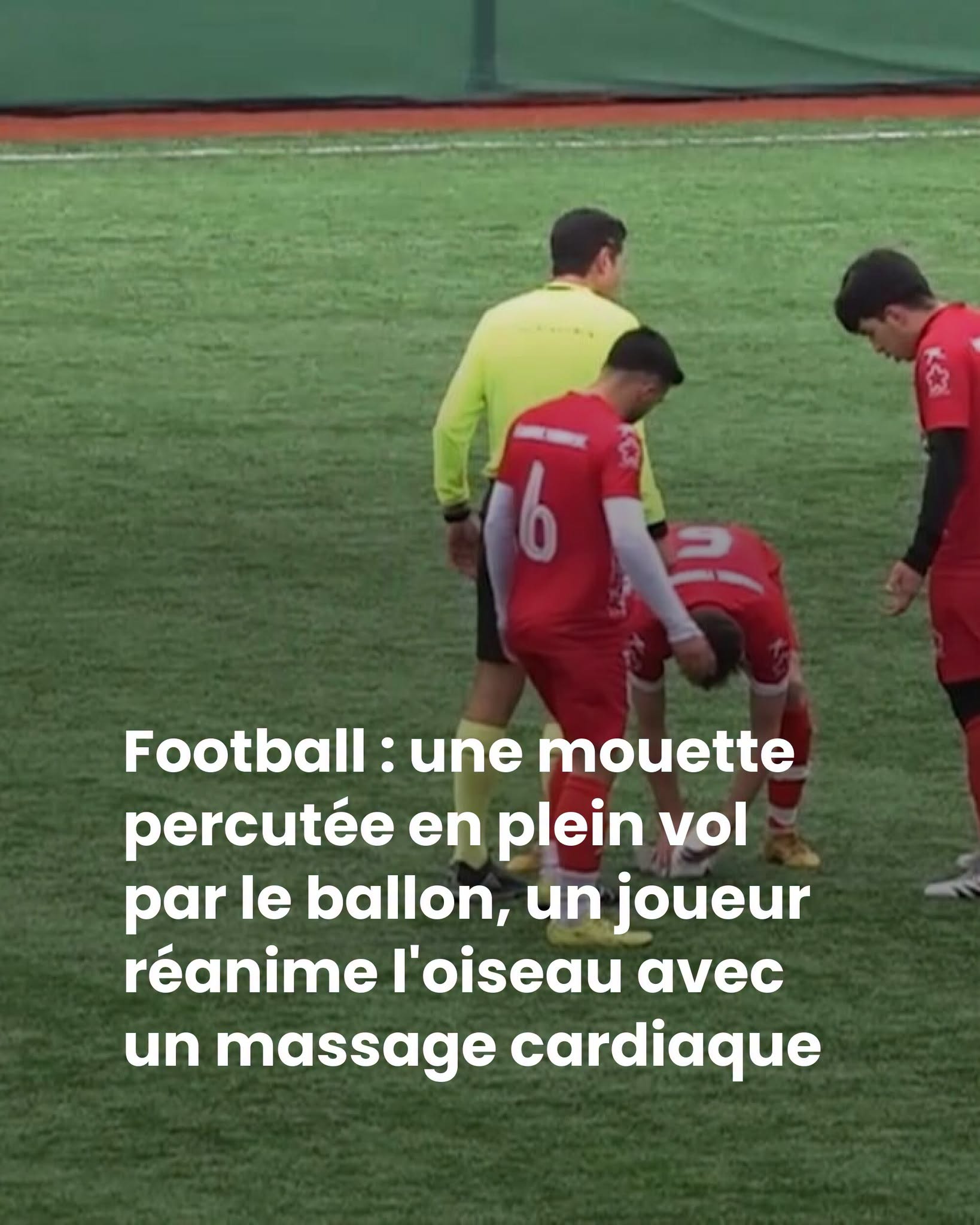 Football : une mouette percutée en plein vol par le ballon, un joueur réanime l’oiseau avec un massage cardiaque