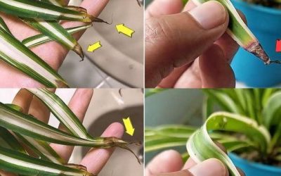 Pourquoi les pointes des plantes araignées brunissent-elles ?
