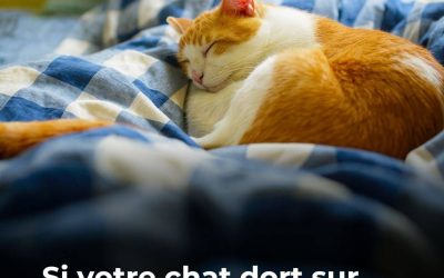 Voici 8 positions de sommeil chez les chats et leurs significations !