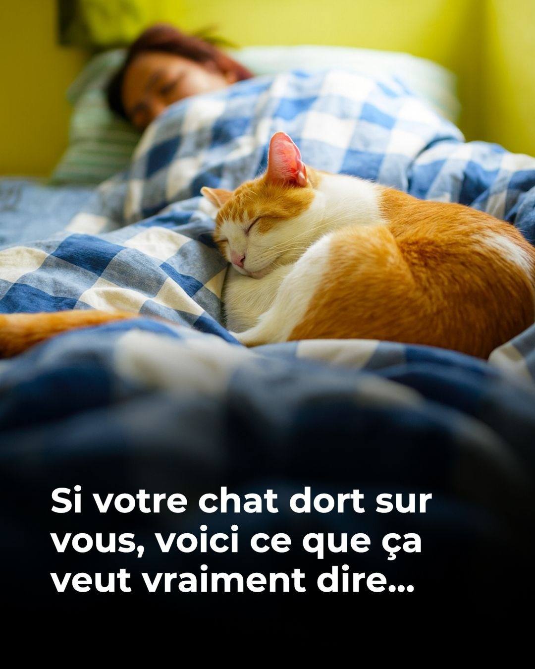 Voici 8 positions de sommeil chez les chats et leurs significations !