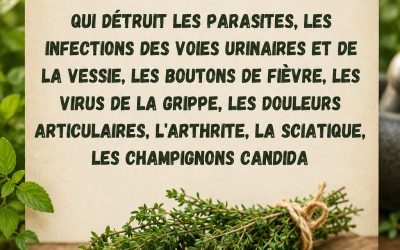 Le thym détruit les infections de la gorge, la grippe, combat les infections respiratoires