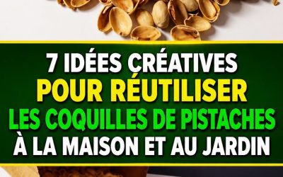 7 Applications Créatives pour les Coquilles de Pistache dans Votre Maison et Jardin