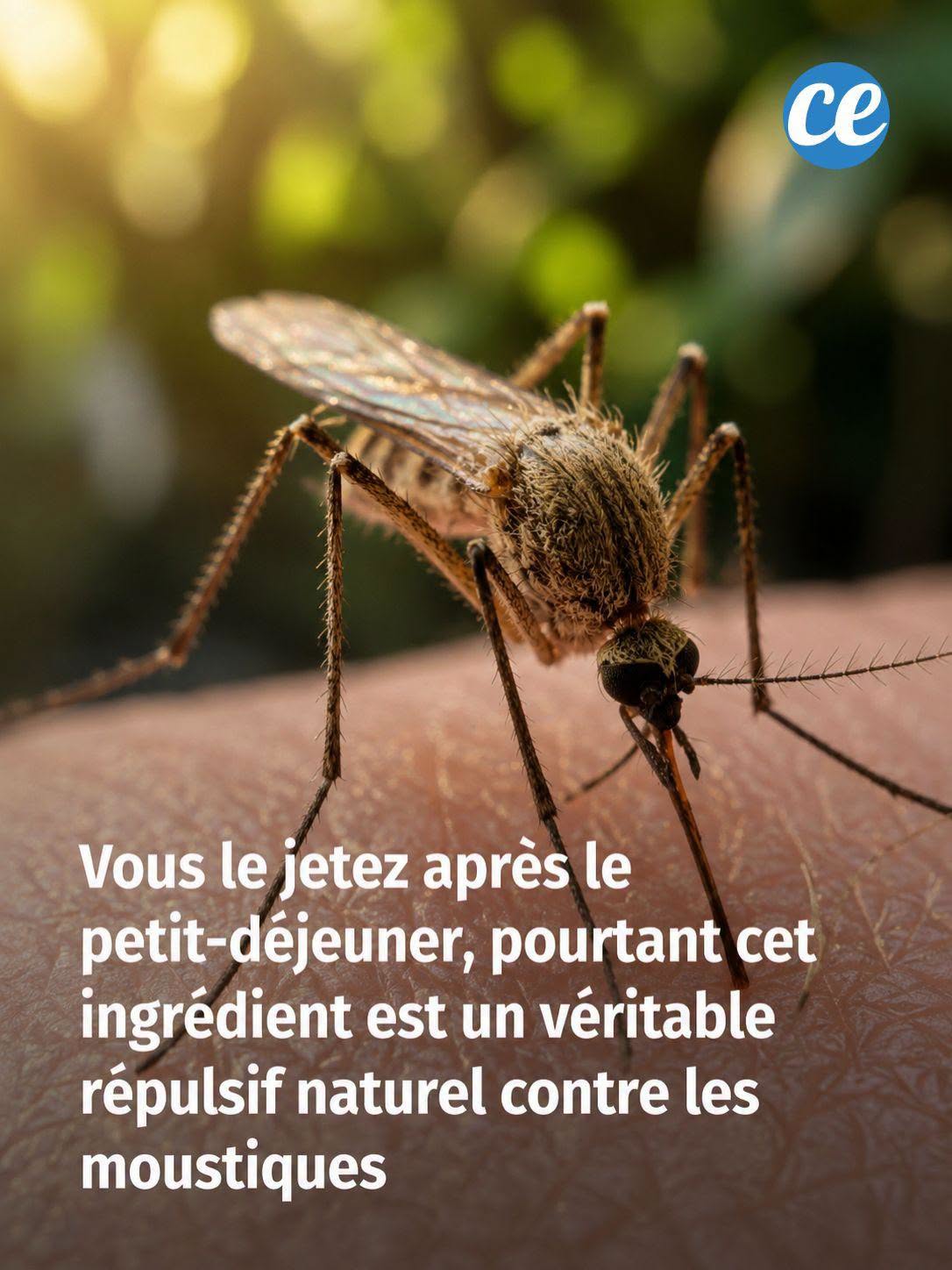 Vous le jetez après le petit-déjeuner, pourtant cet ingrédient est un véritable répulsif naturel contre les moustiques