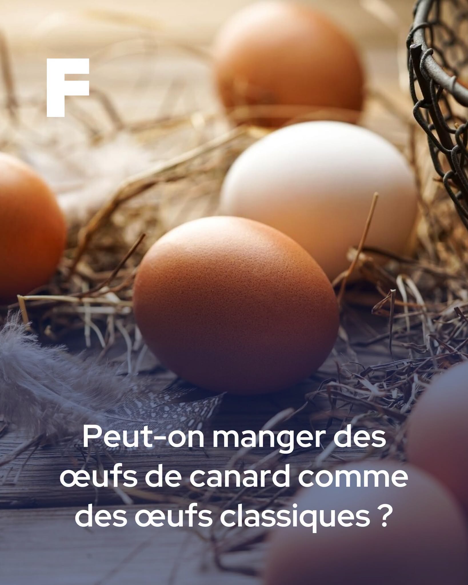 Peut-on manger des œufs de canard comme des œufs classiques ?