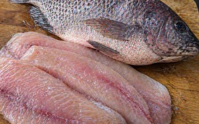 Tilapia : ce poisson bon marché est-il vraiment bon pour la santé ?