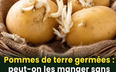 Pommes de terre germées : Pouvez-vous les manger ?