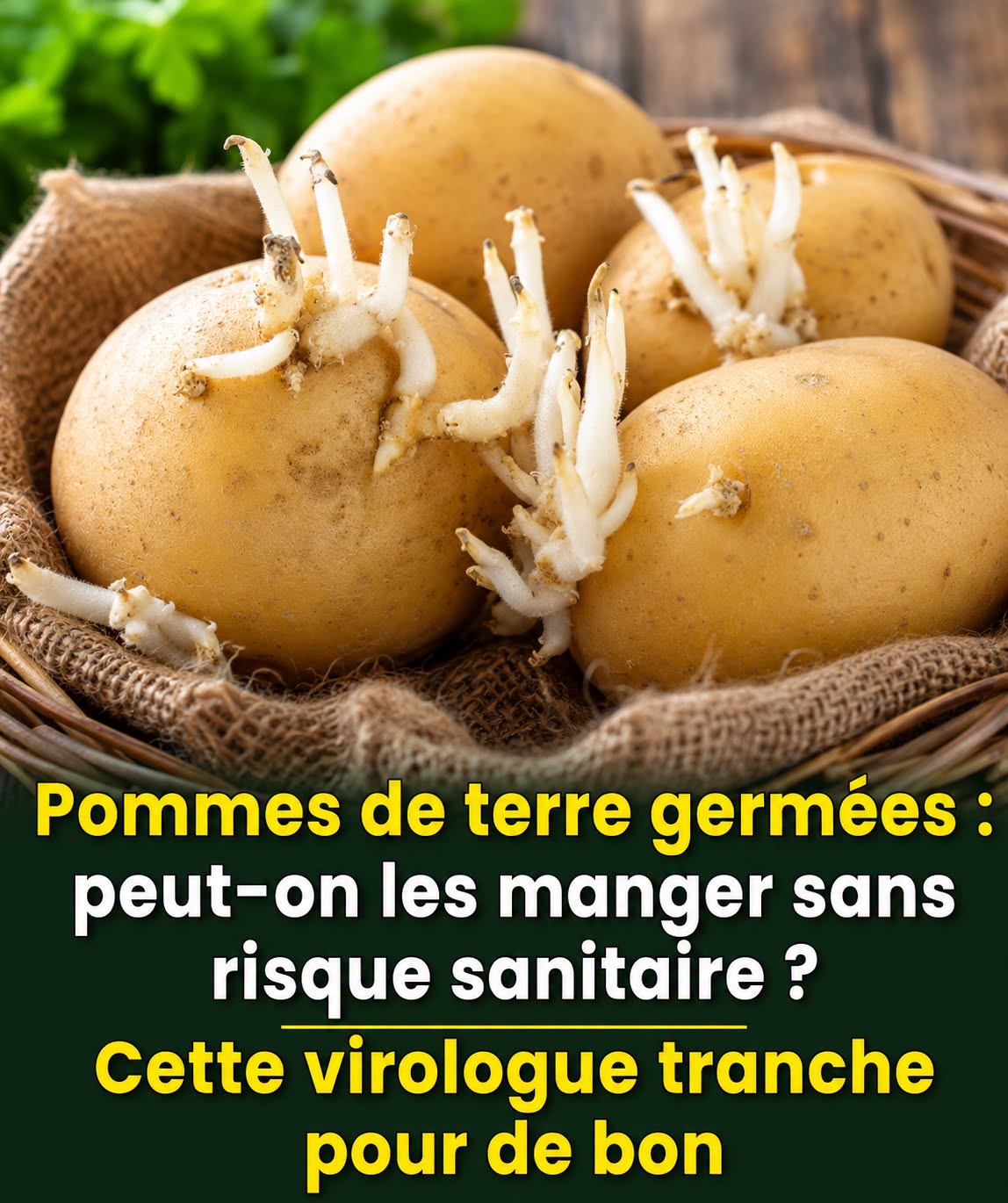Pommes de terre germées : Pouvez-vous les manger ?