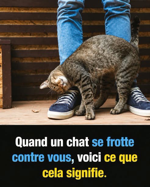 Pourquoi votre chat se frotte contre vous : la belle signification cachée derrière ce geste