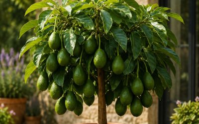 Comment réussir la culture et la fructification d’un avocatier en pot chez soi