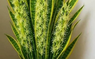 Le secret méconnu de la langue de belle-mère (Sansevieria) : une plante aux bienfaits surprenants