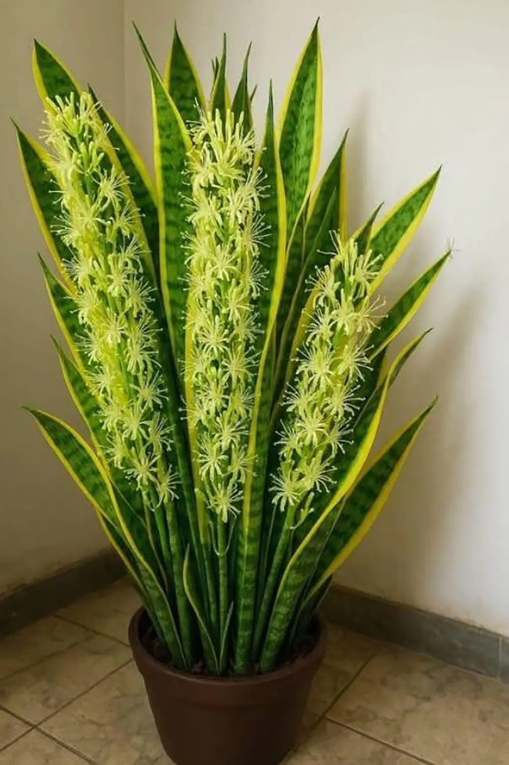 Le secret méconnu de la langue de belle-mère (Sansevieria) : une plante aux bienfaits surprenants